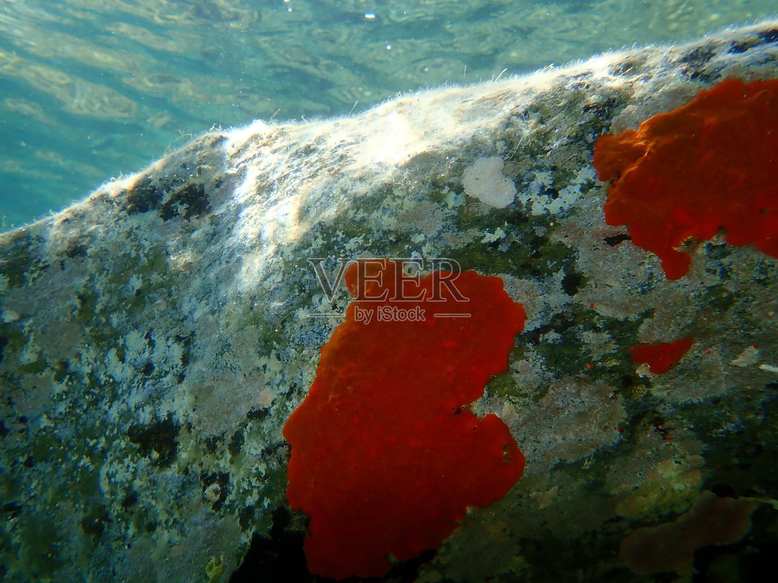 海底红色包壳海绵或橙红色包壳海绵(Crambe Crambe)照片摄影图片