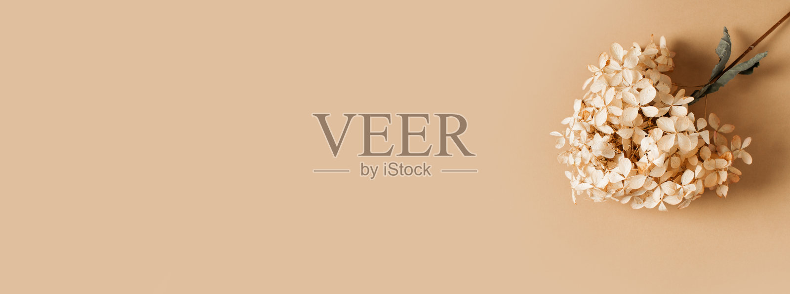 干绣球花米色背景平铺照片摄影图片