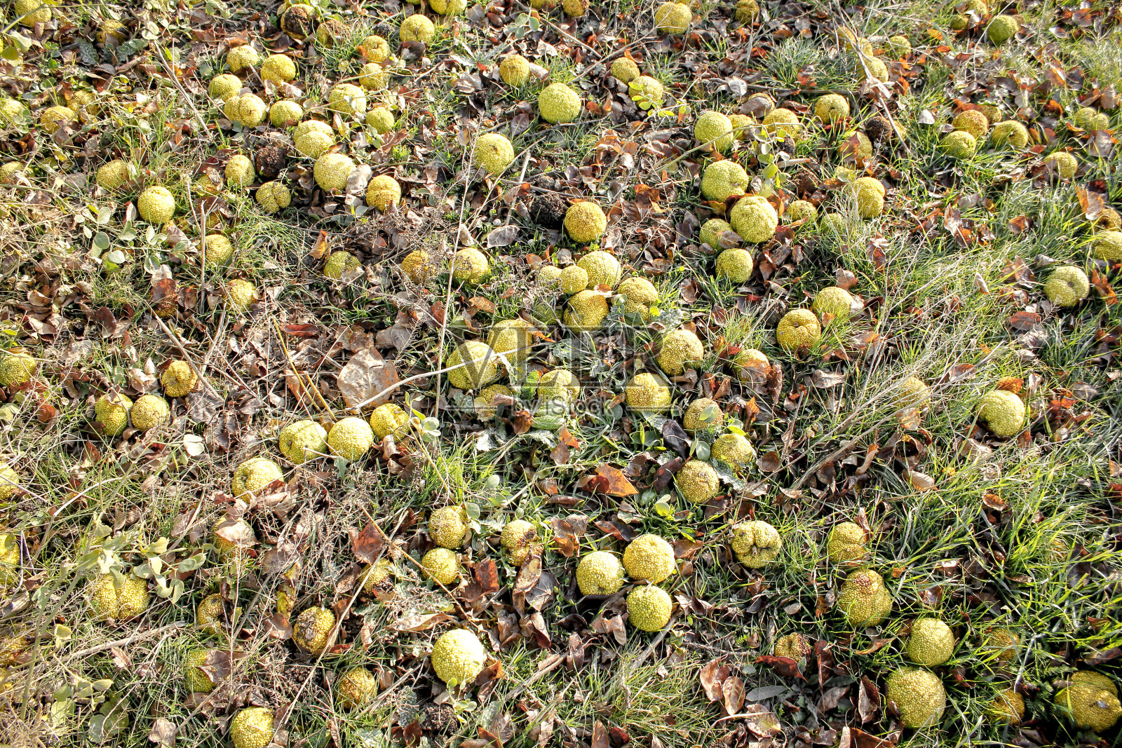 树胎倒在地上。地面背景,有胎和草。照片摄影图片