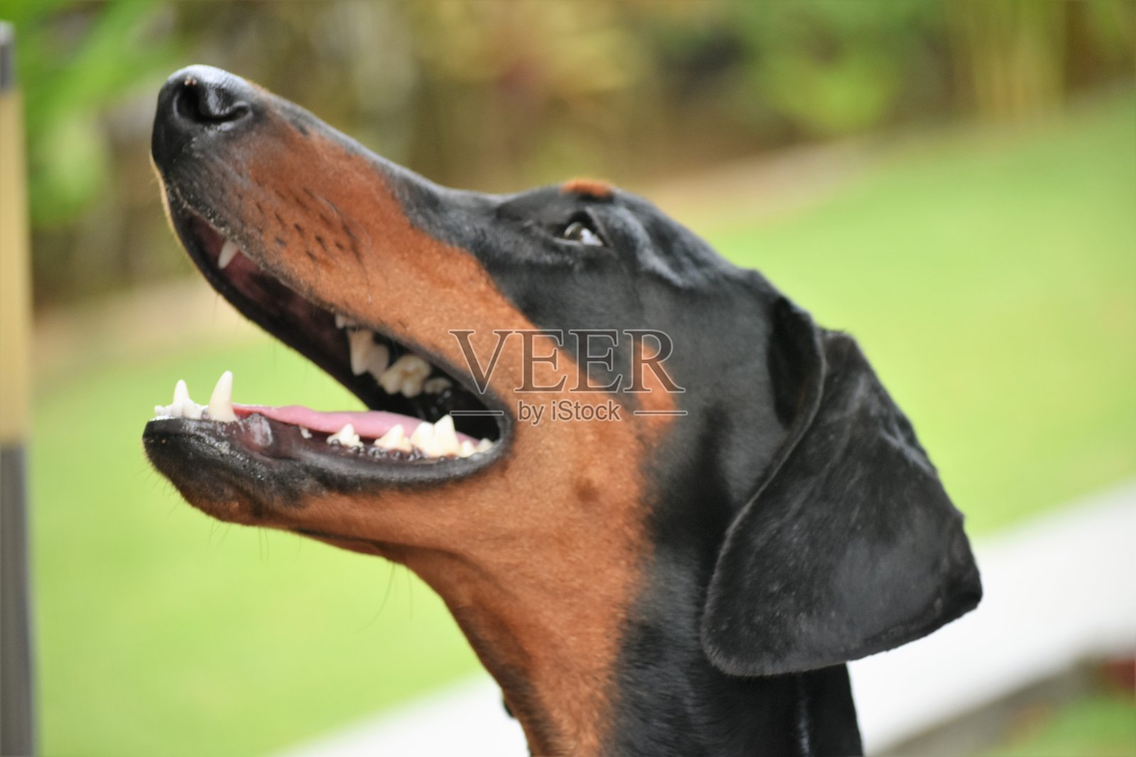 杜宾犬的狗照片摄影图片