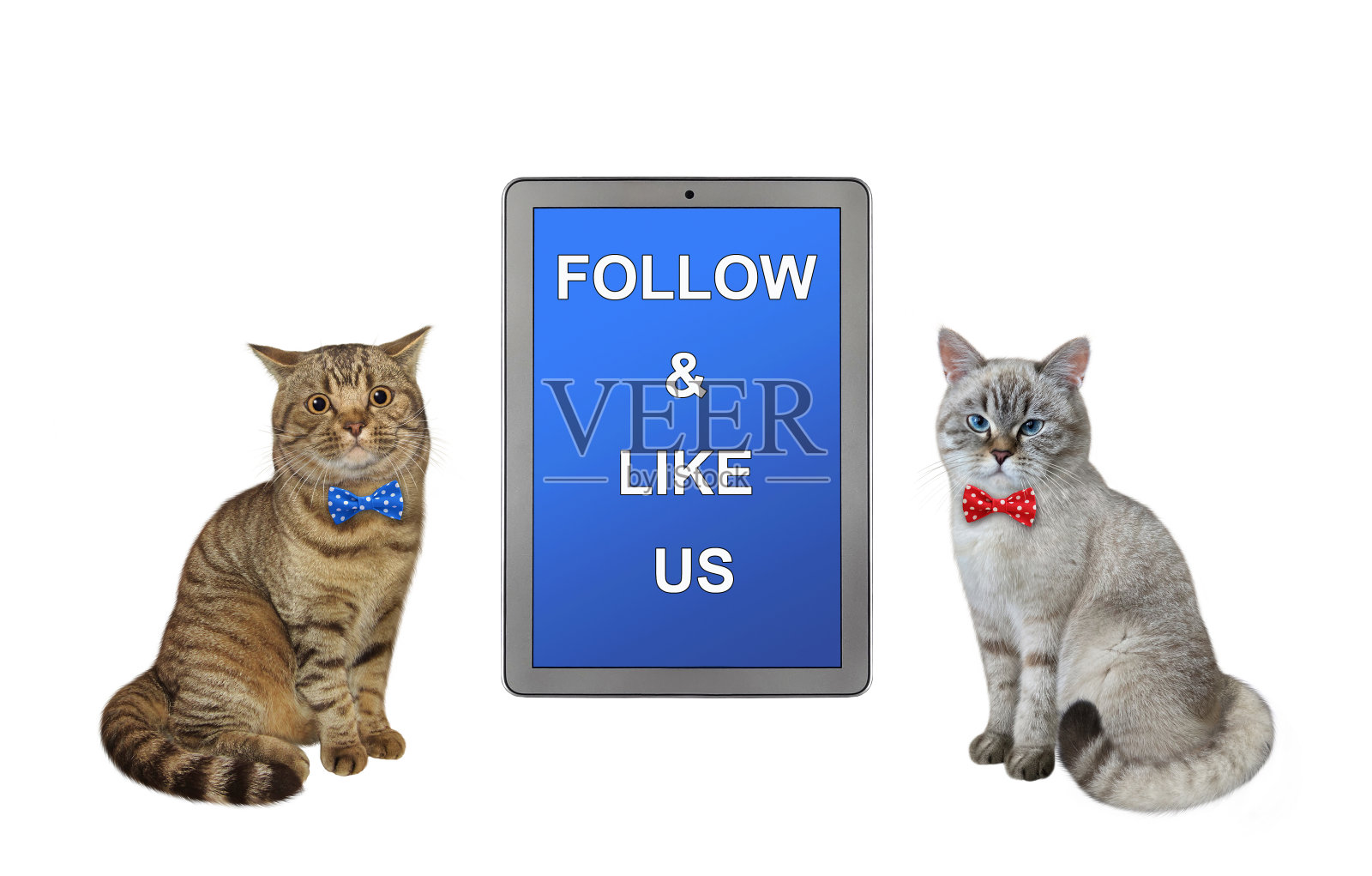 两只猫坐在大写字板旁边照片摄影图片