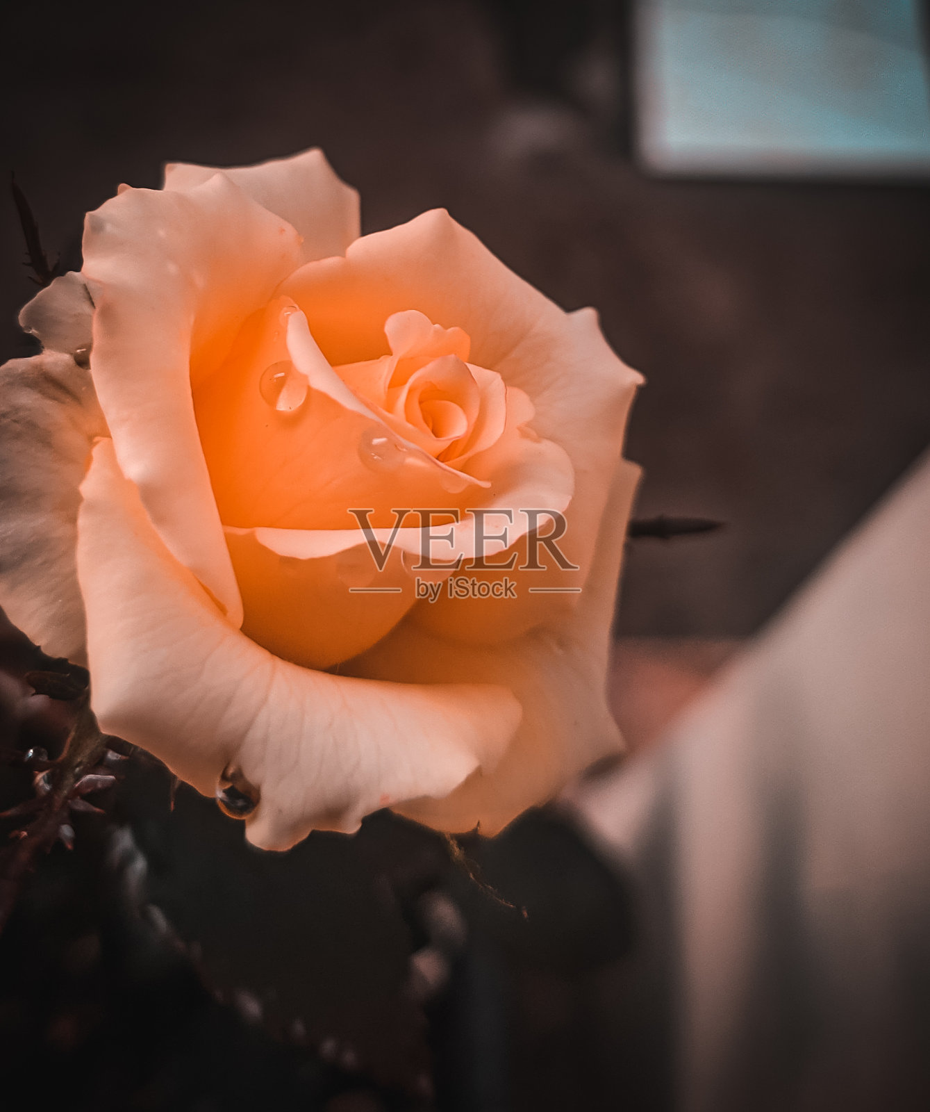 橙玫瑰照片摄影图片