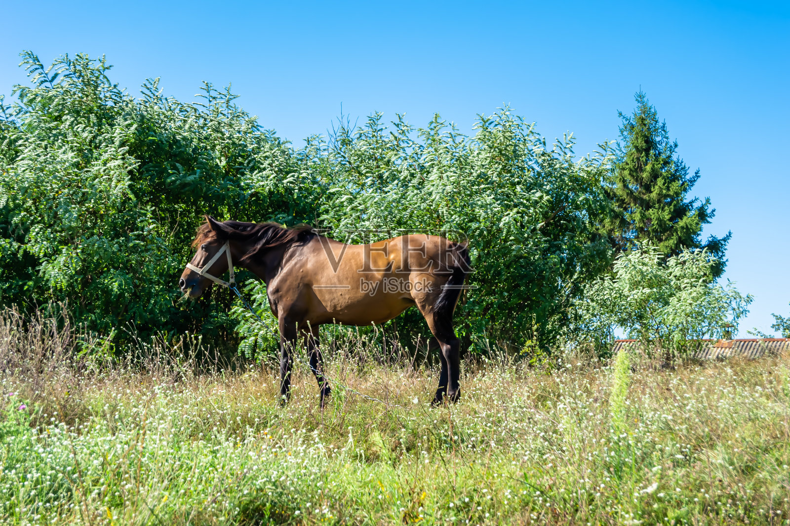 马照片摄影图片