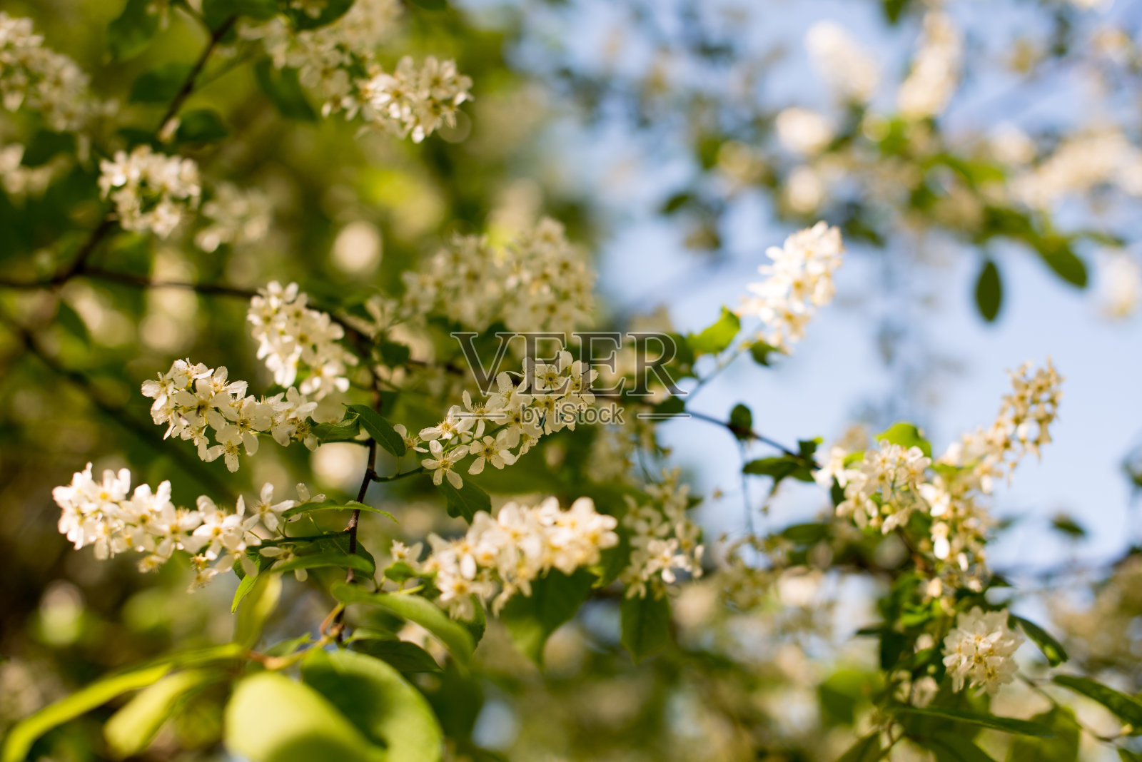 罗文花序照片摄影图片