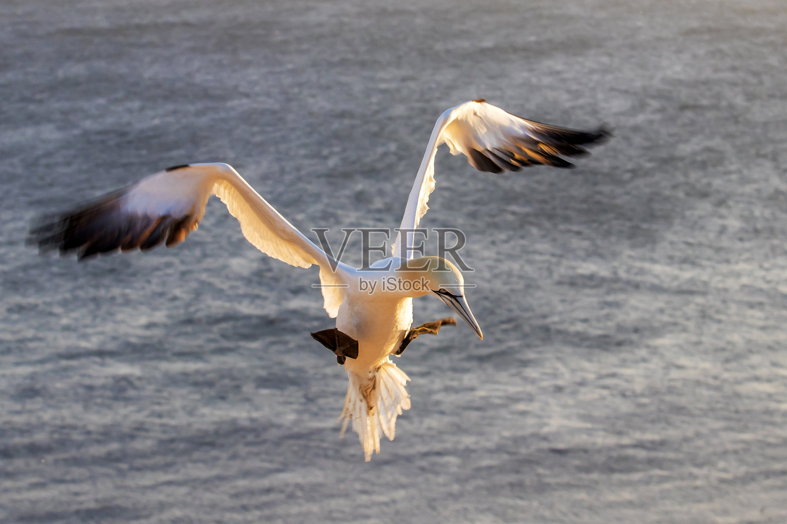 德国北海黑戈兰岛上野生野鸟Morus bassanus - Northern Gannet。背景是很好的散景。照片摄影图片