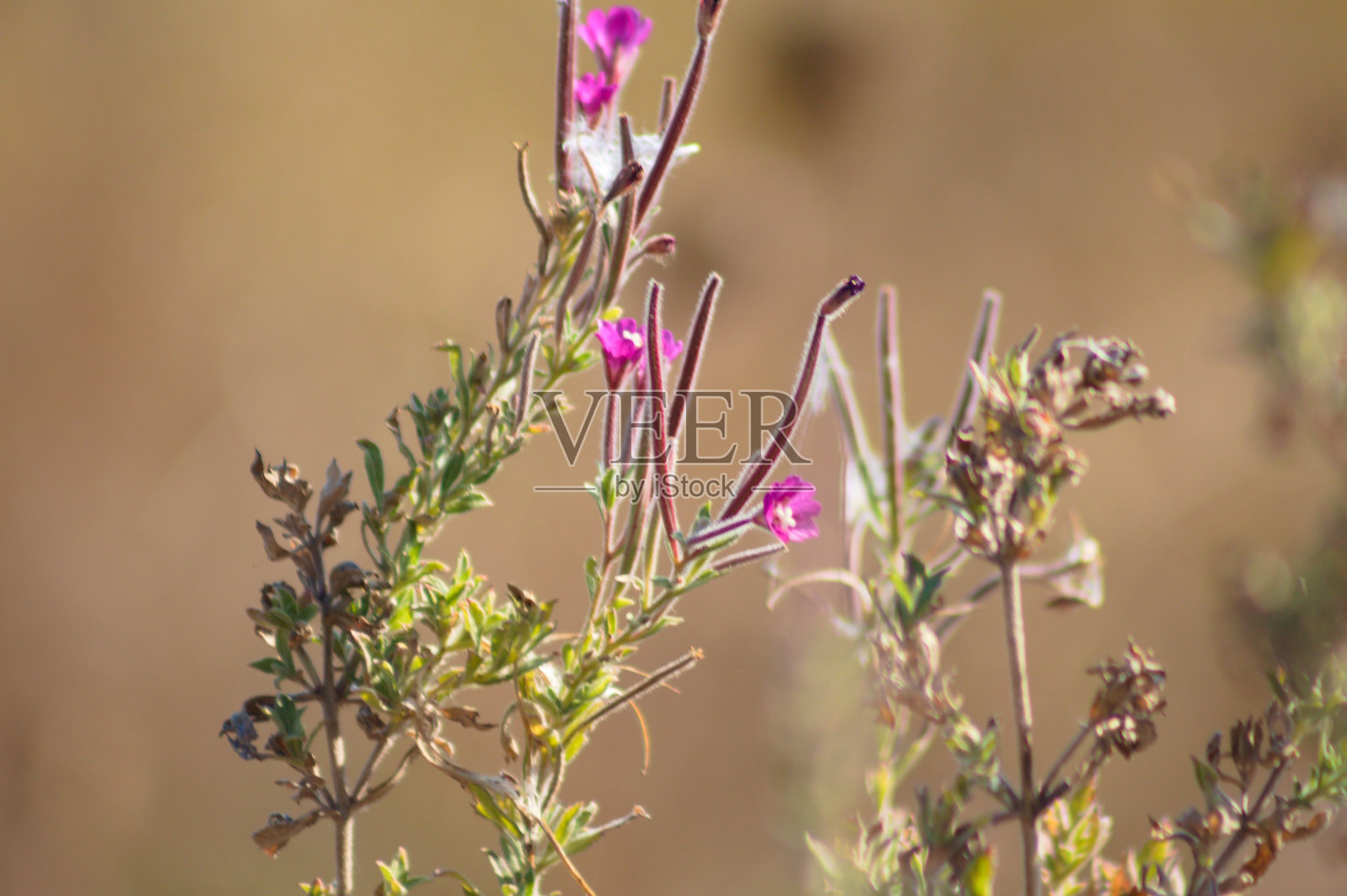 毛茸茸的柳树在开花近距离与模糊的背景照片摄影图片