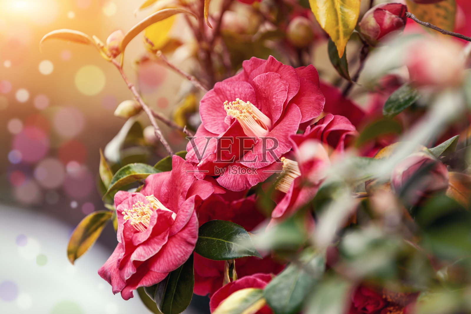 陈年盛开的山茶花。花自然背景照片摄影图片