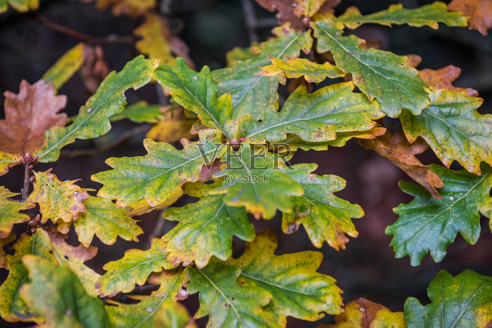 橡树叶在秋天变黄照片摄影图片