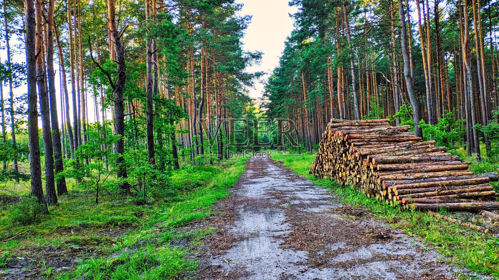 阿甘树照片摄影图片