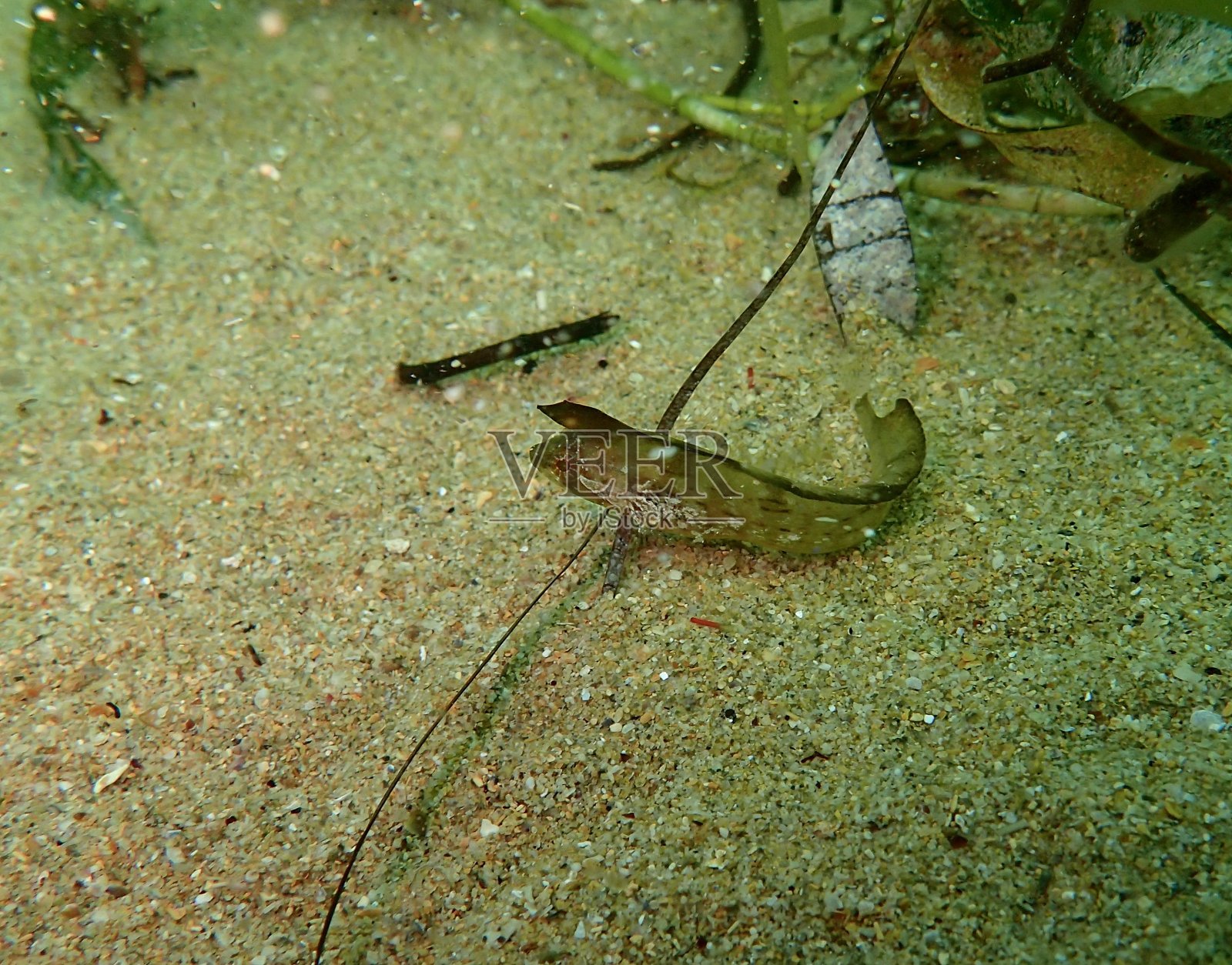 杂草鱼异鳞毛蕨照片摄影图片