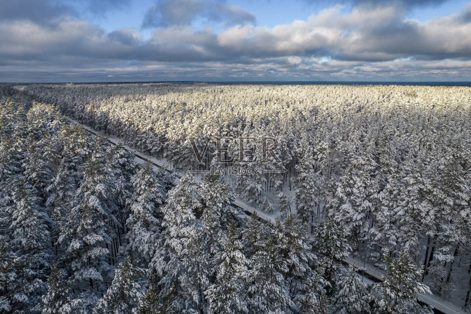冬松林和白桦林被雪覆盖照片摄影图片