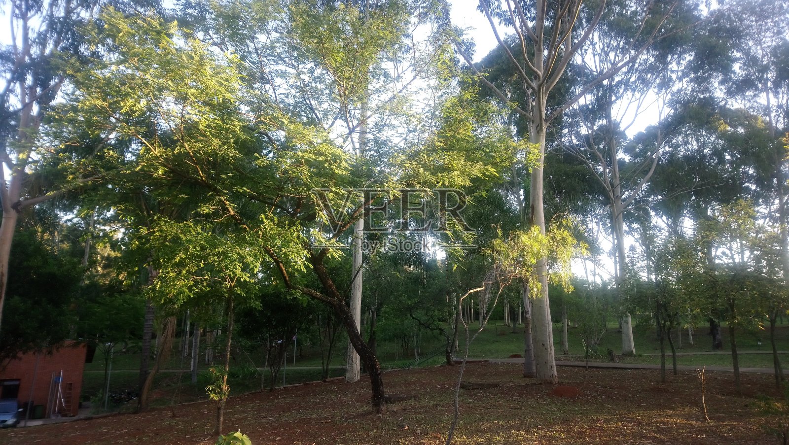 圣诞节ª教授莉Diogo生态公园- Vila谨慎照片摄影图片