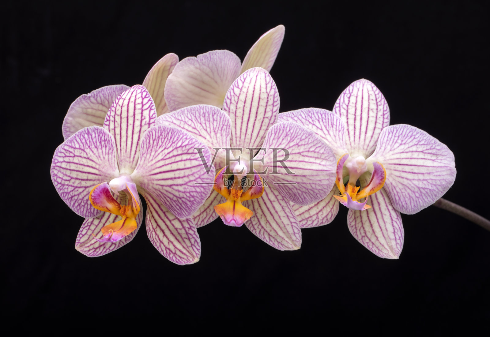 近看美丽多彩的兰花花照片摄影图片