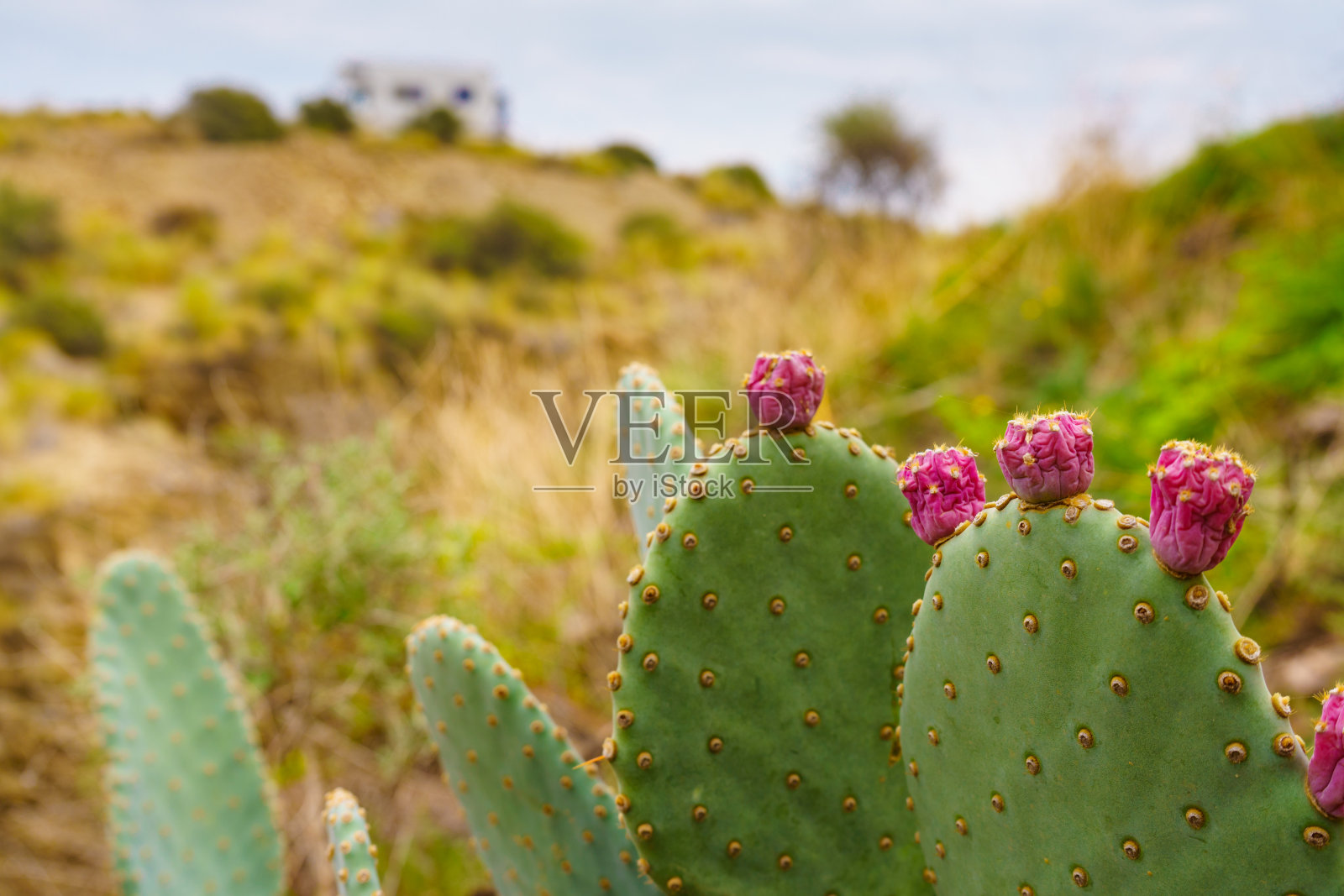 开着花的仙人掌和远处的大篷车照片摄影图片
