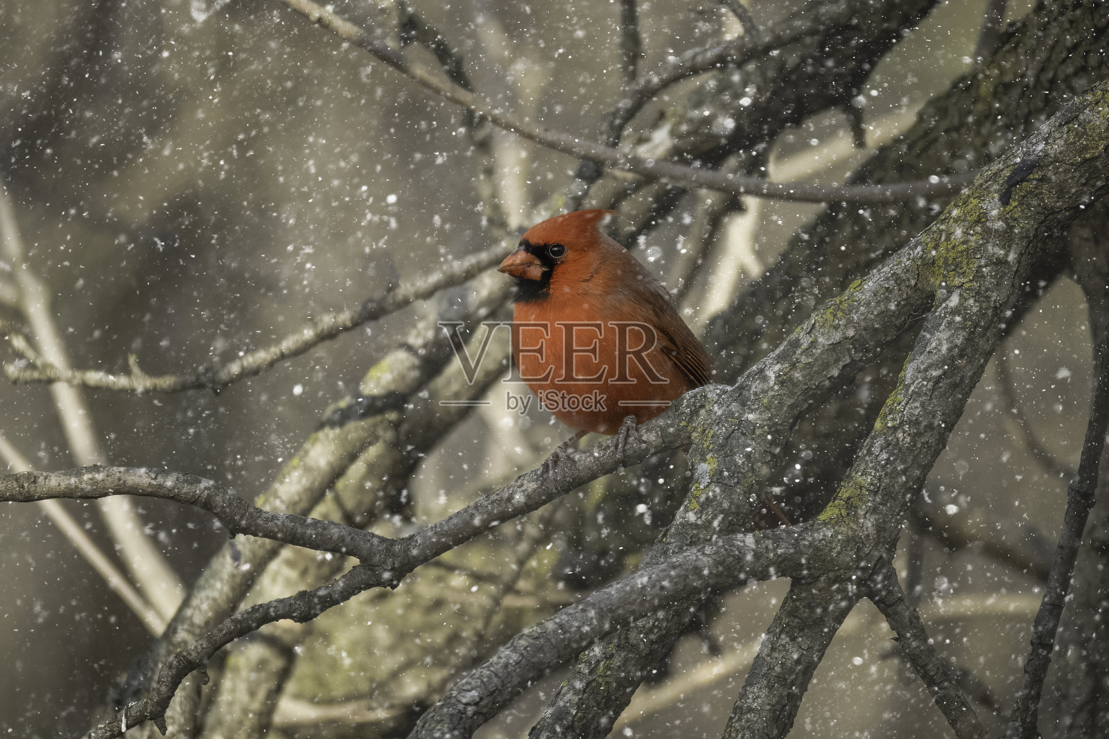 雪地里的雄性北方红雀照片摄影图片