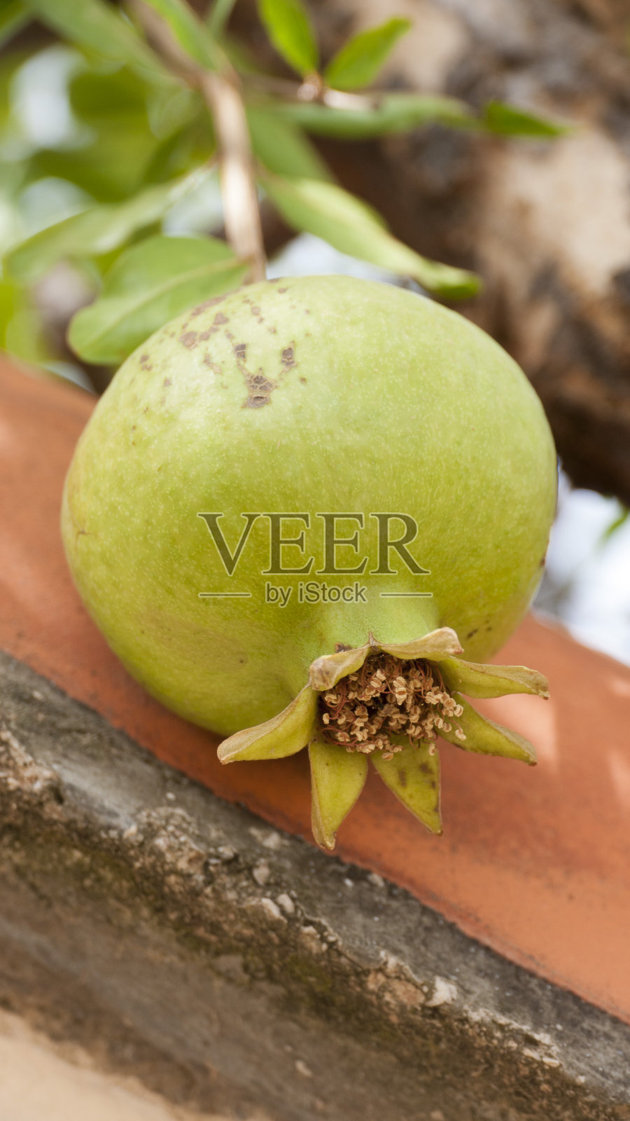 树上的绿石榴照片摄影图片