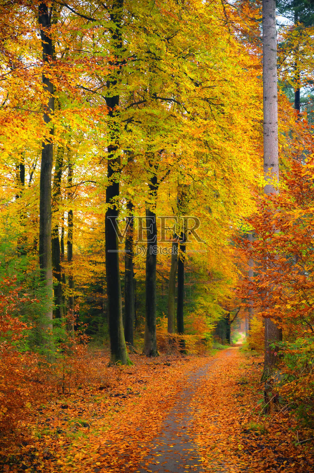 秋天穿过山毛榉树林的小路照片摄影图片