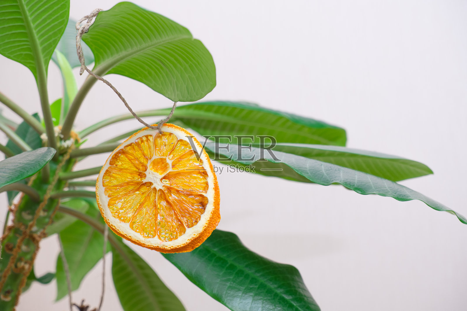 室内植物大戟与自然圣诞树装饰,作为圣诞树的替代品。环保的圣诞装饰,没有木材浪费照片摄影图片