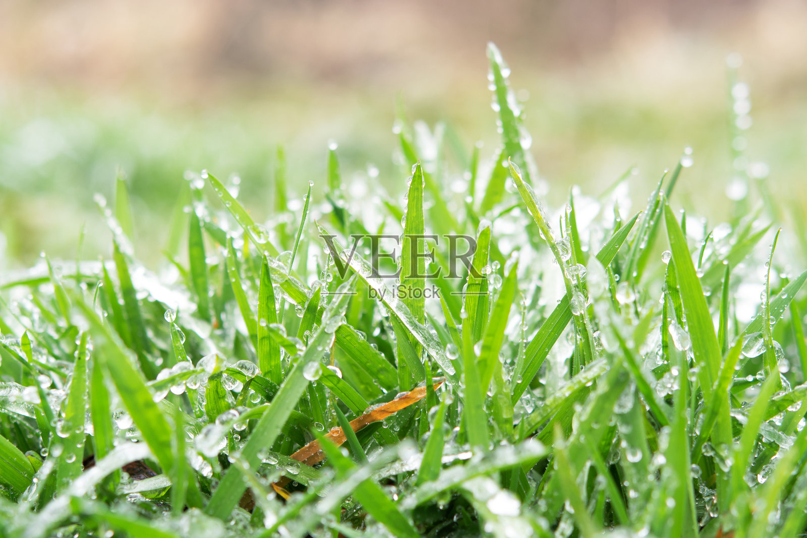 冰和霜照片摄影图片