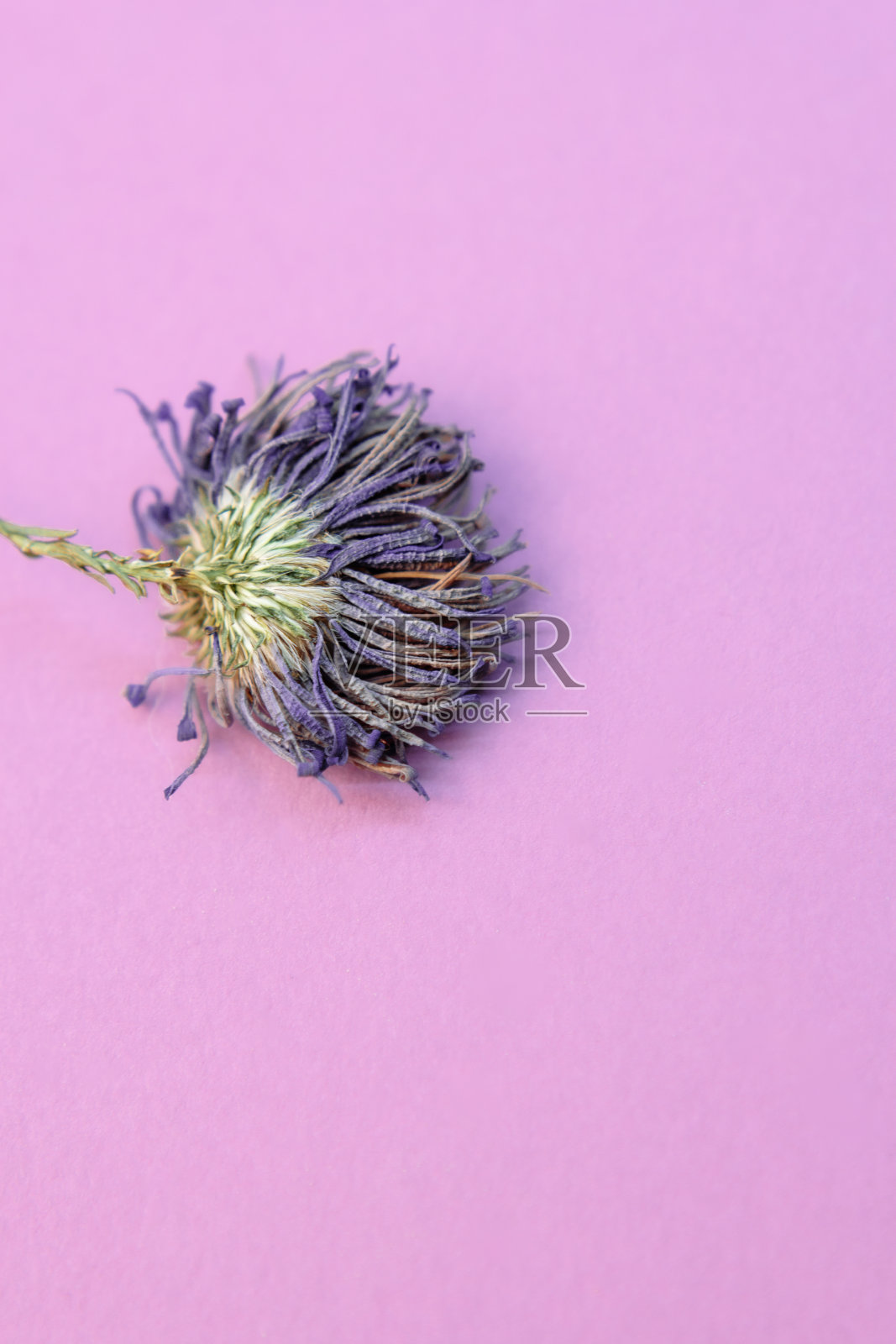 紫色底色上的干花。照片摄影图片