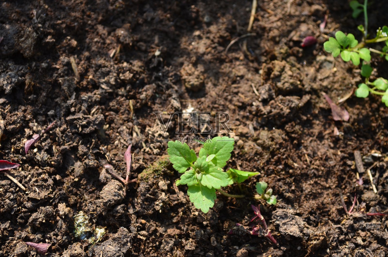 车前草,俗名墙、玉米、普通、岩、田速井,是车前草科一年生开花植物。它是一种常见的杂草在花园,牧场,荒地。照片摄影图片