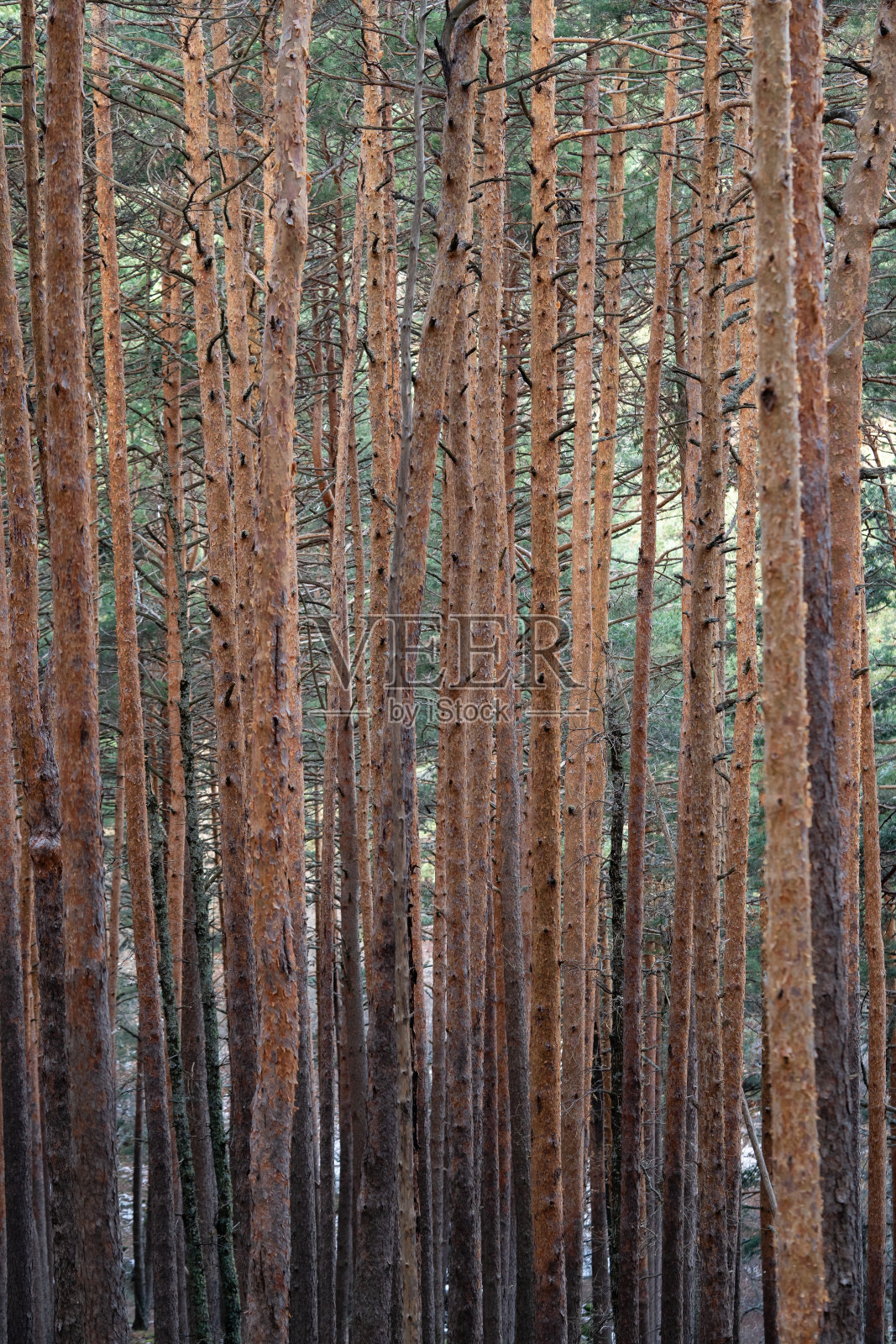 森林的背景。黑暗的森林自然景观。照片摄影图片