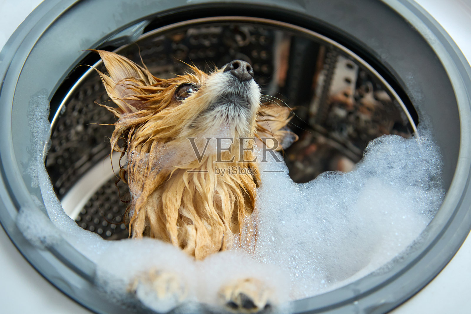 从洗衣机里探出头来的红头发、湿漉漉的、沾满泡沫的狗脸。照片摄影图片