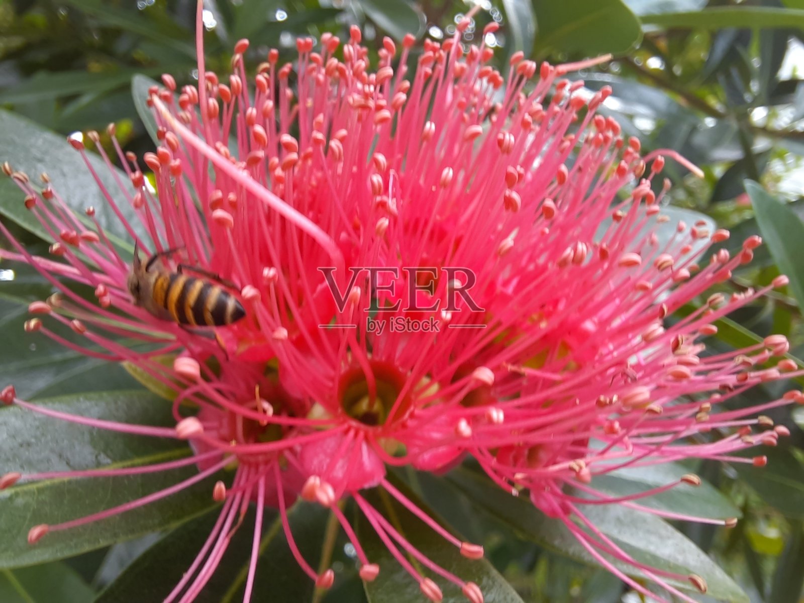 pohotukawa树照片摄影图片