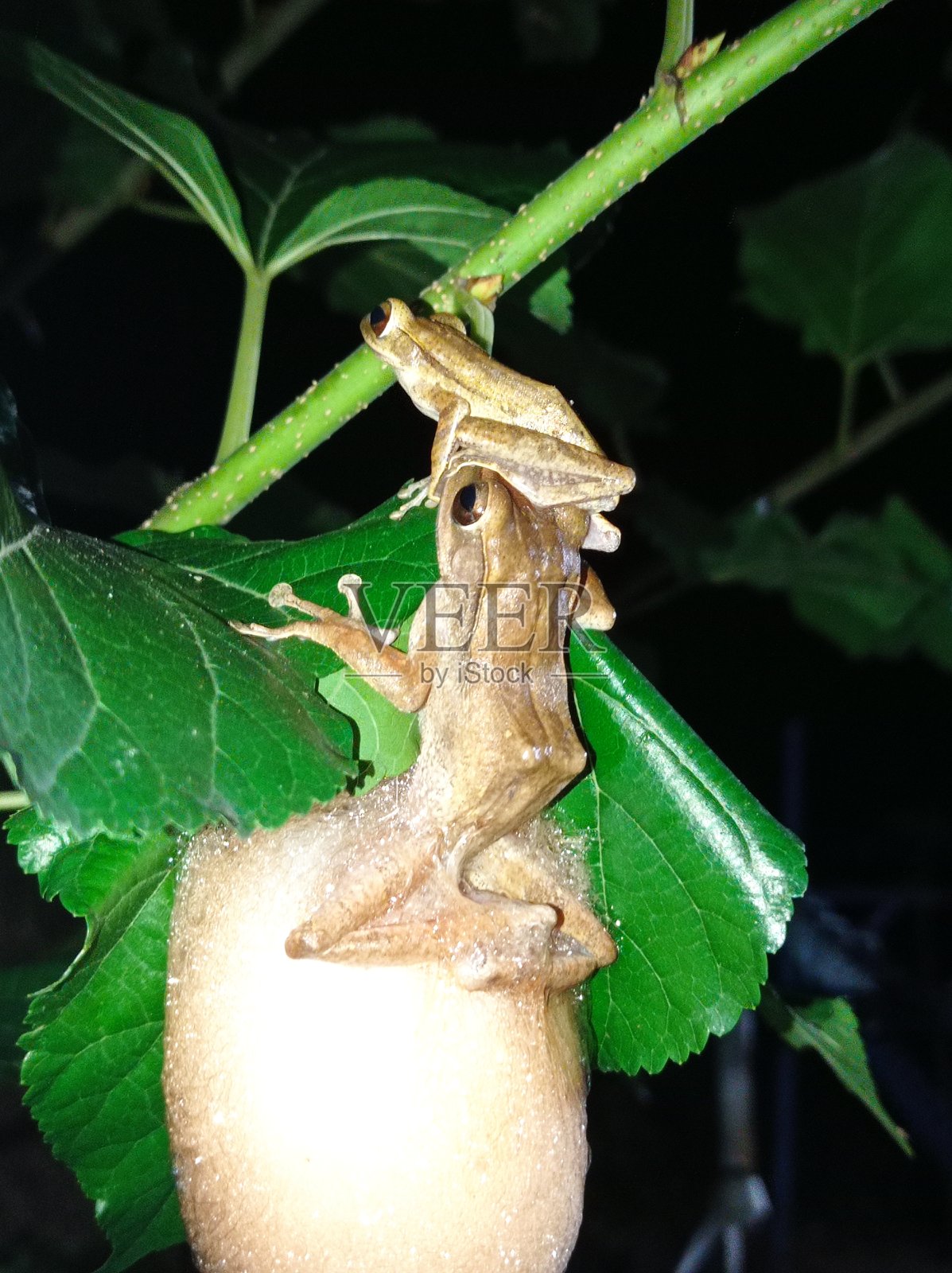 公蛙和母蛙有蛙卵泡沫照片摄影图片