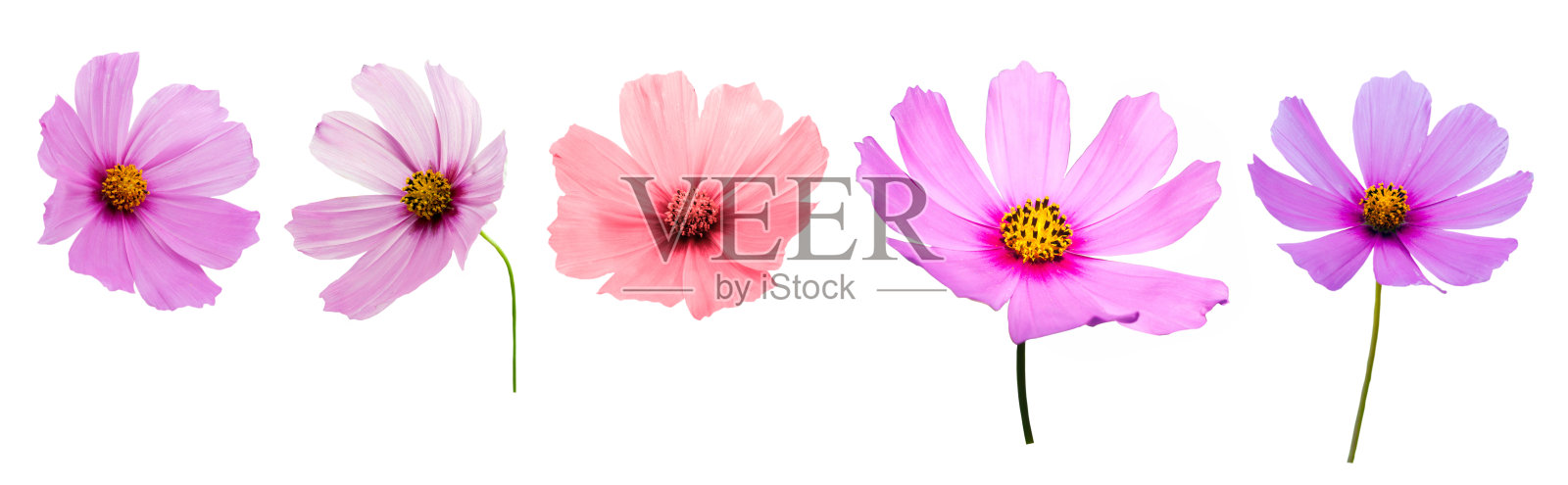 的花照片摄影图片