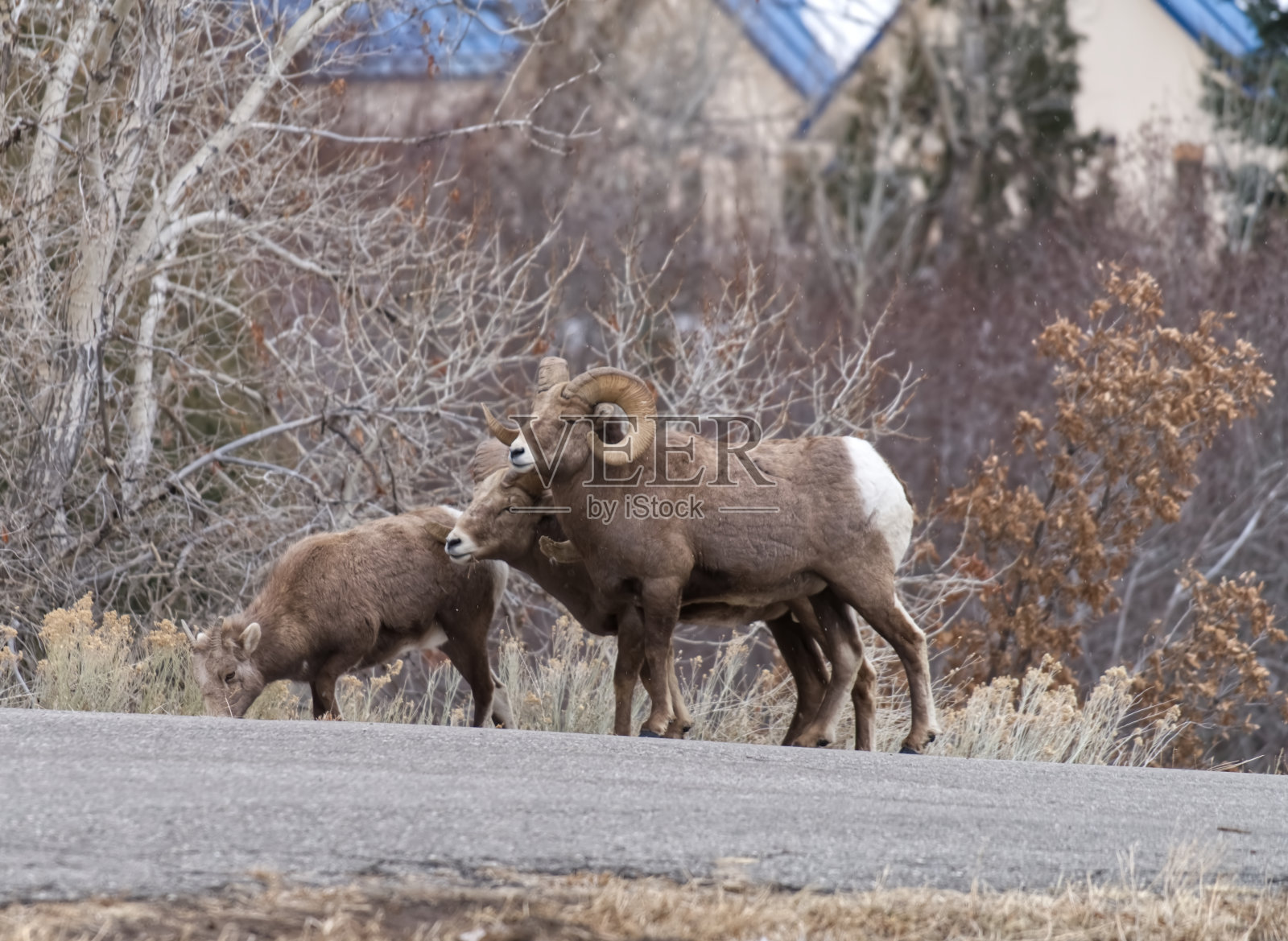 大角羊在附近照片摄影图片