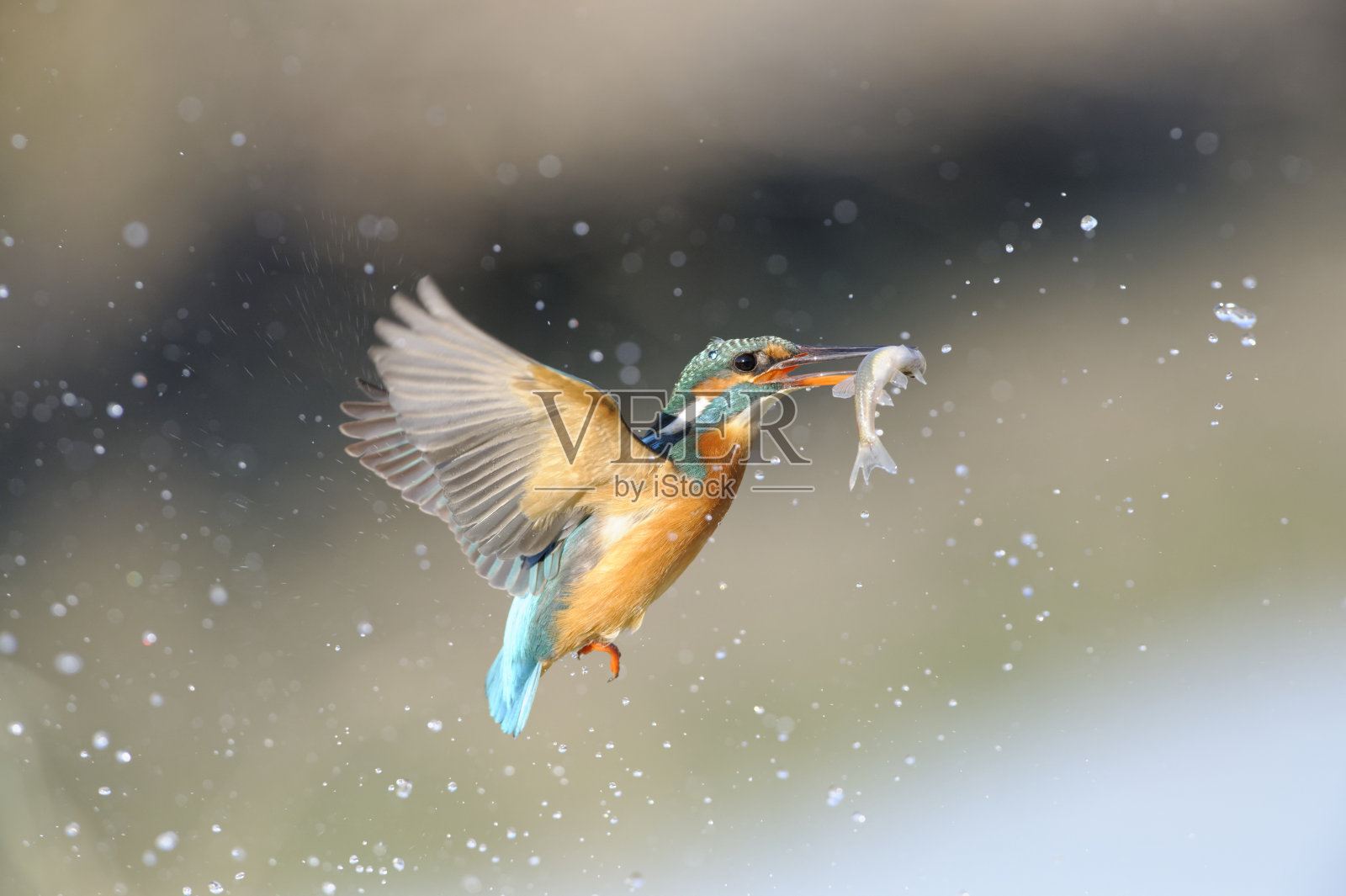 翠鸟捕鱼照片摄影图片