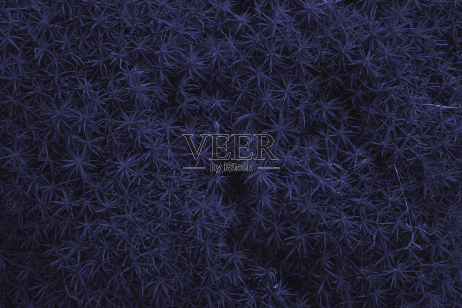 近距离观察森林中的绿色植被。草药的背景。苔藓。照片摄影图片