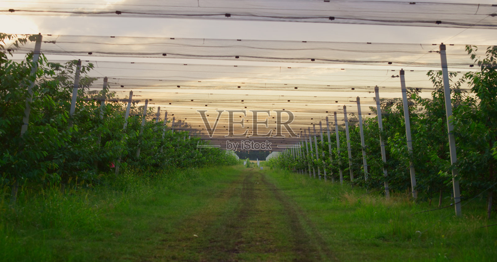 农学农场种植园房子没有人。空花园果园背景。照片摄影图片