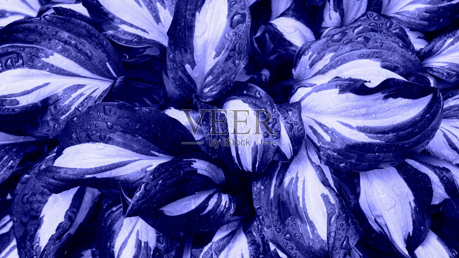 叶子上有水滴的热带植物。抽象的深色纹理,自然的背景色为时髦的紫罗兰色。照片摄影图片