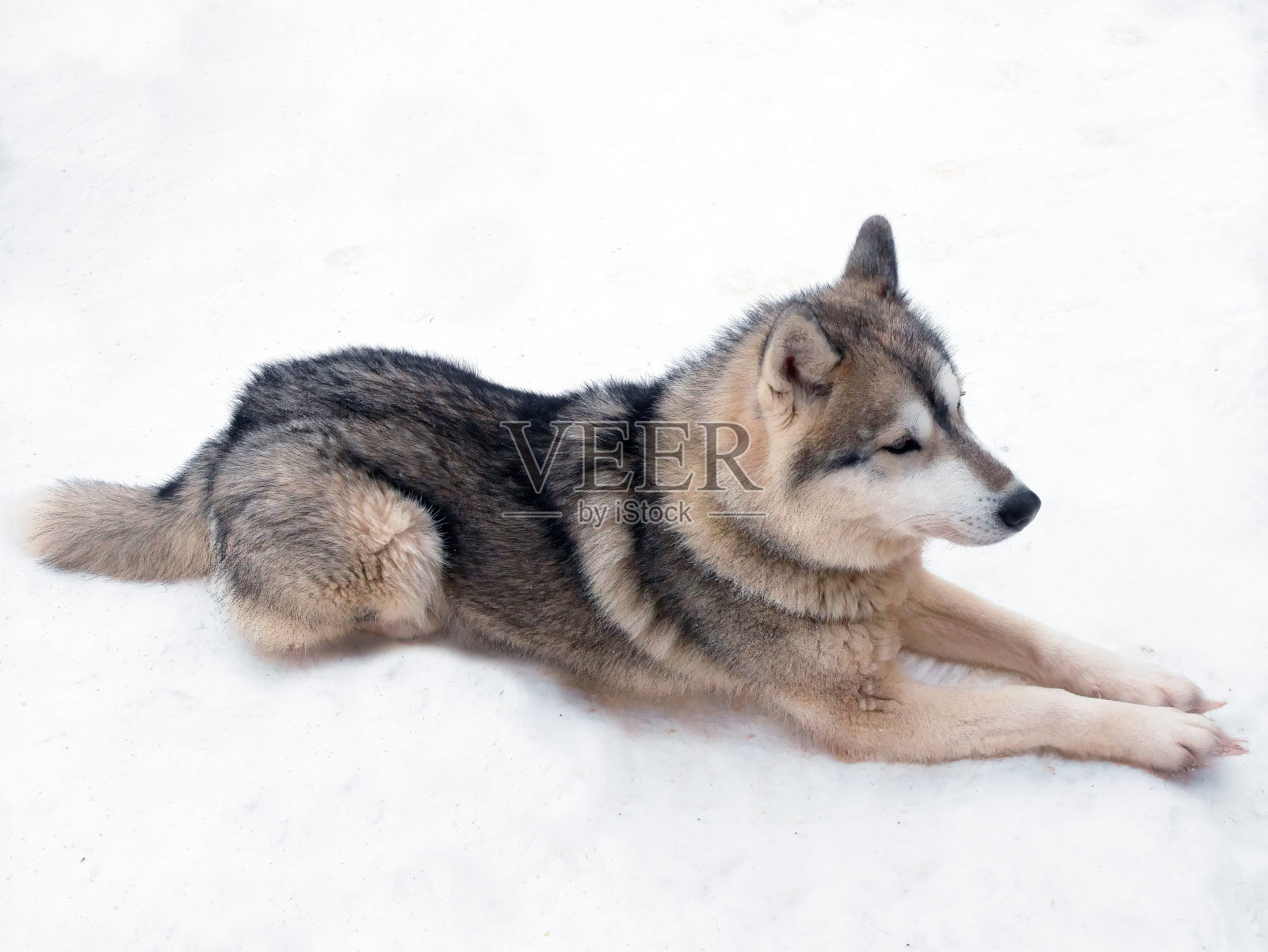 一只漂亮的黑棕色西伯利亚哈士奇狗坐在雪白的北极拉普兰照片摄影图片