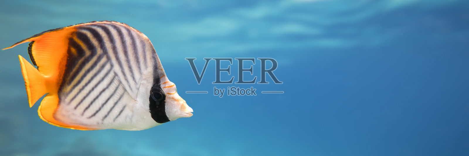 红海水下珊瑚礁全景照片摄影图片