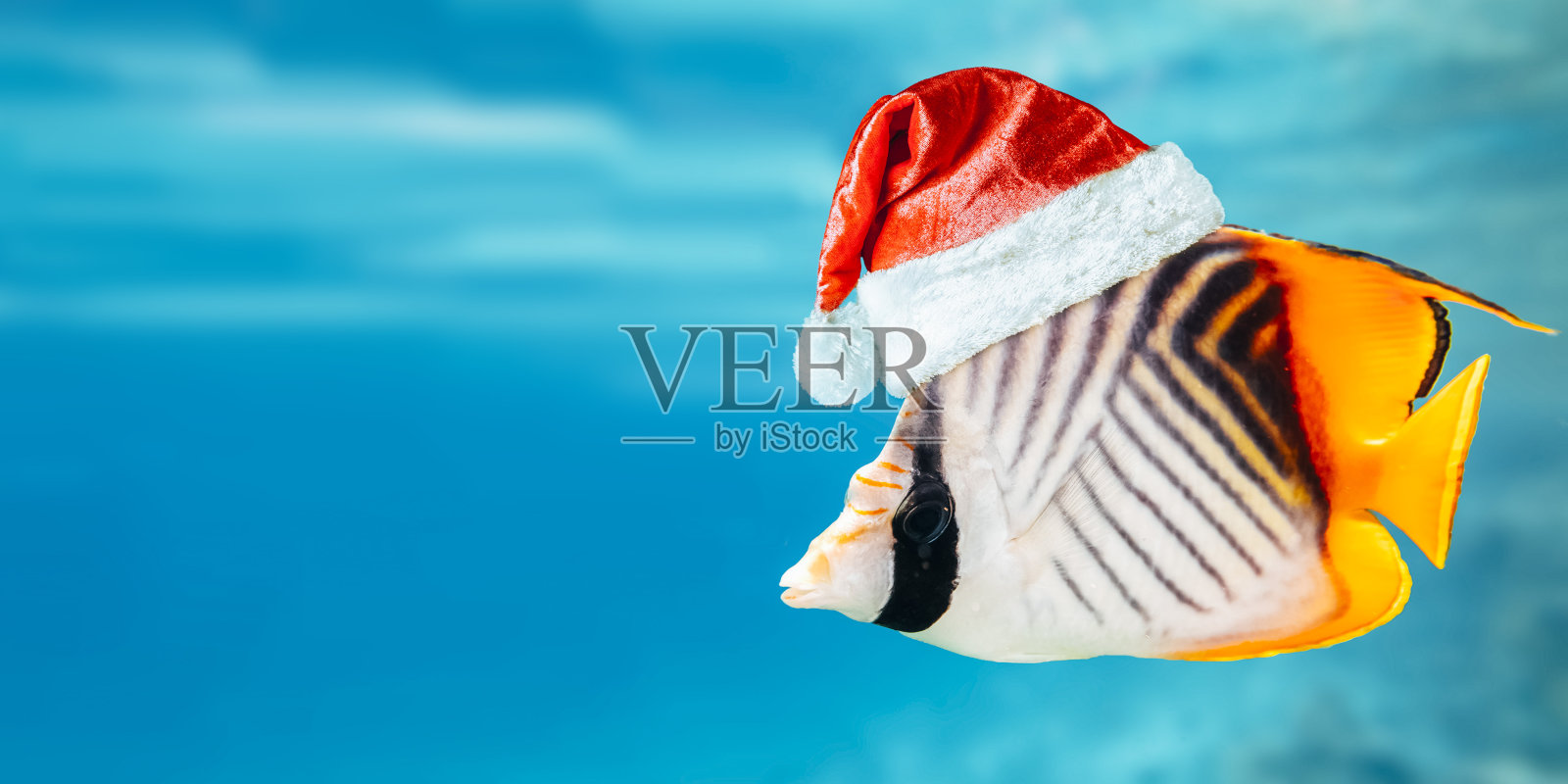 戴着圣诞帽的金鱼在水下带着圣诞礼物照片摄影图片