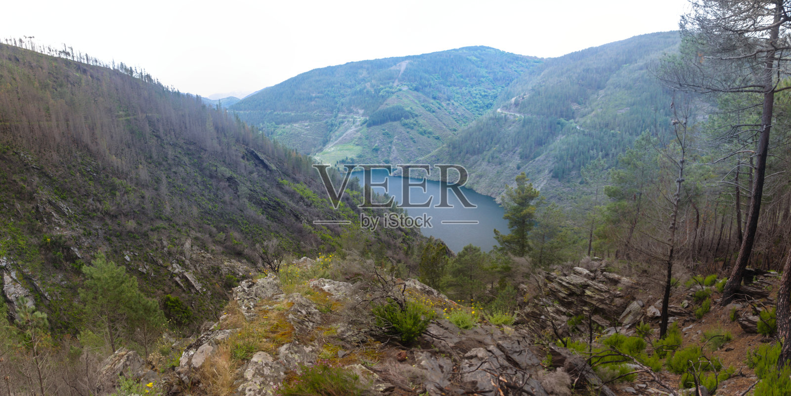 复苏烧毁森林照片摄影图片