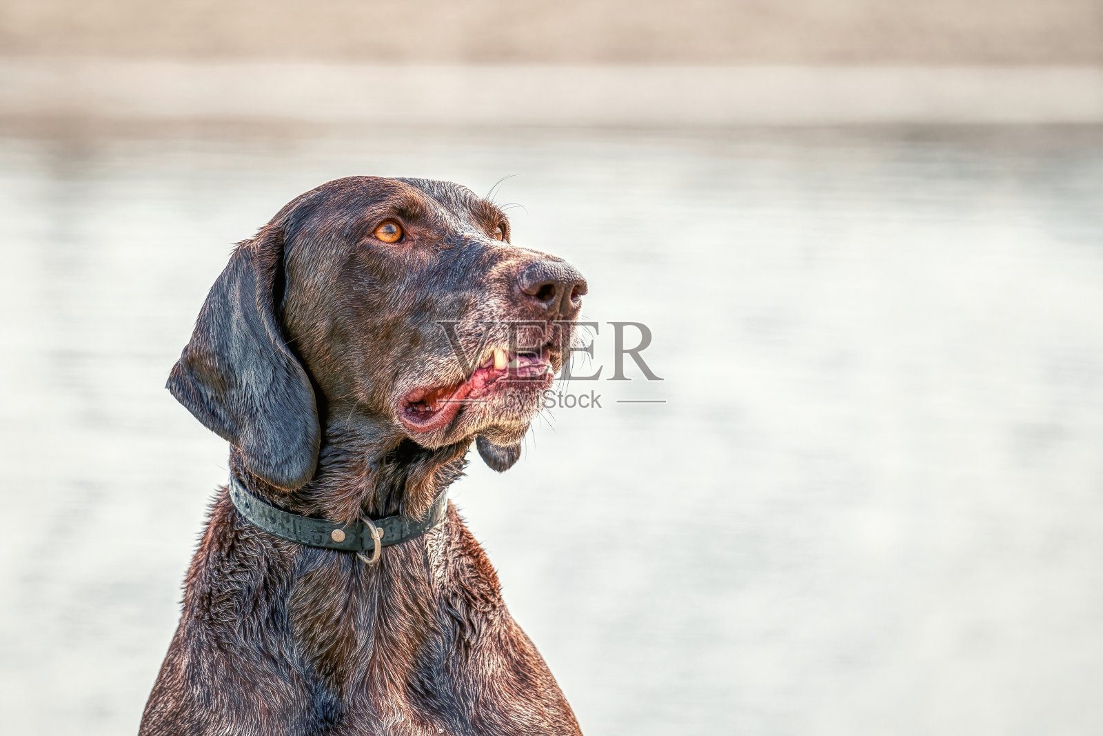 详细的德国短毛指针头,普惠制狗坐在沙滩上的一个夏天的一天。他凝视着远方,侧视着,背景是水照片摄影图片