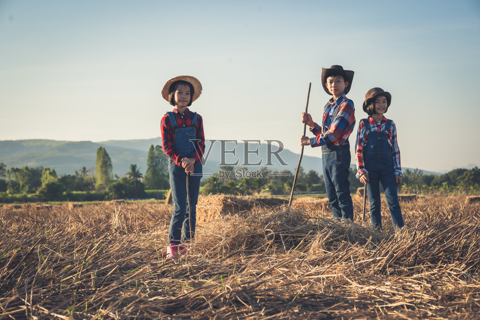 白天,孩子们在有机农场的稻田里整理稻草包,并帮忙清扫草堆照片摄影图片