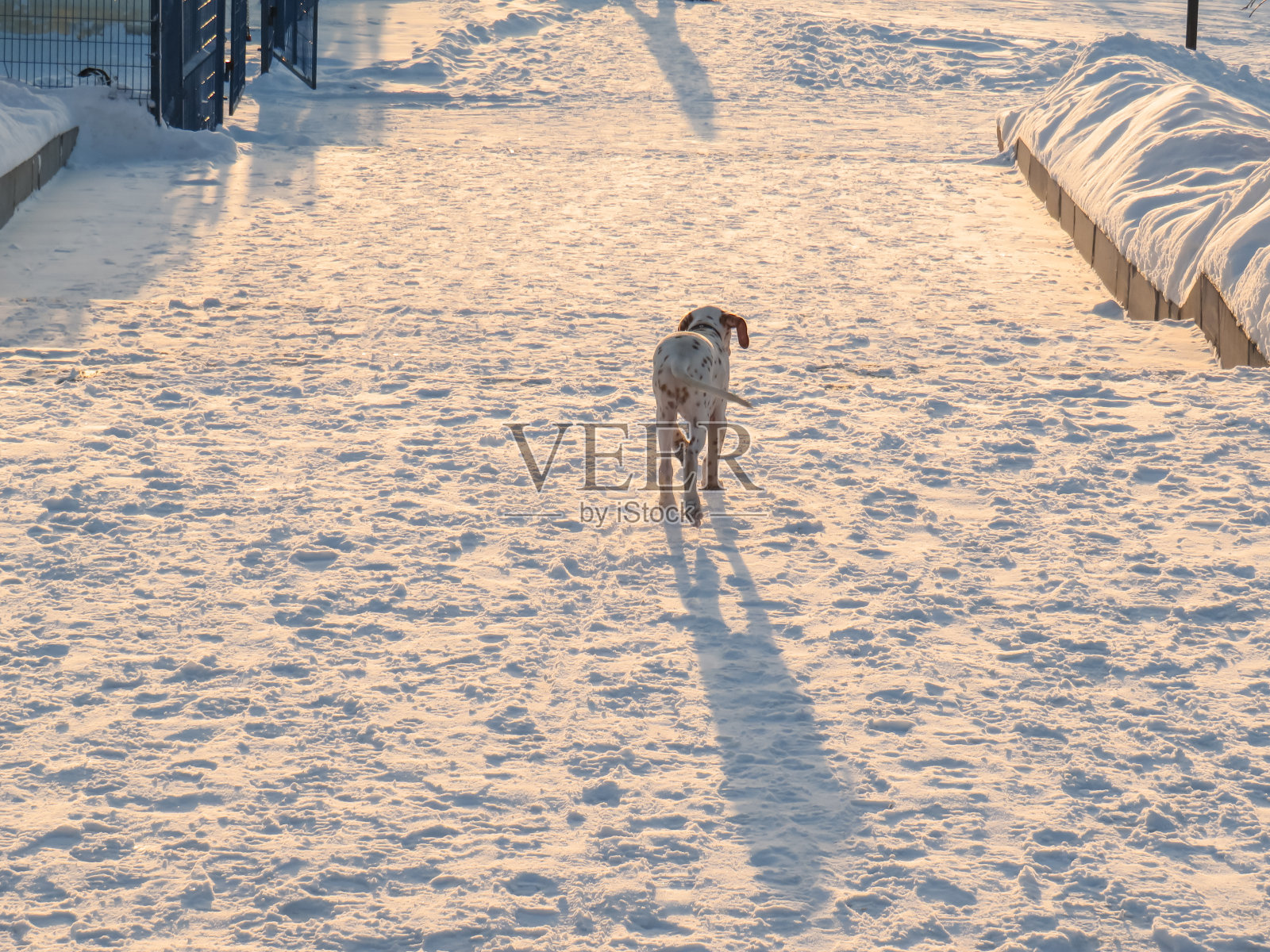 一只年轻的达尔马提亚狗在冬天散步照片摄影图片