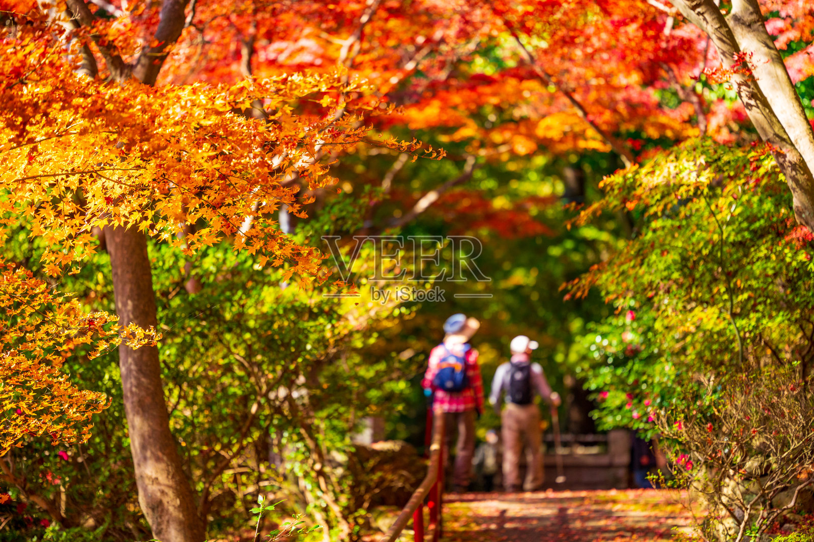在日本秋天变红的美丽的秋叶照片摄影图片