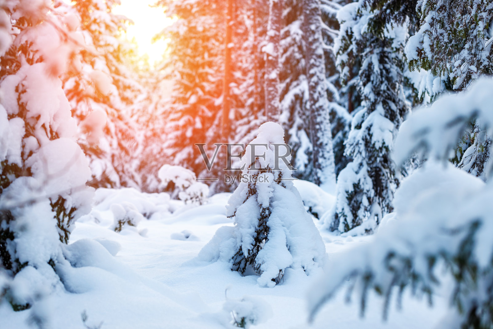 日落时美丽的冬季森林雪。照片摄影图片