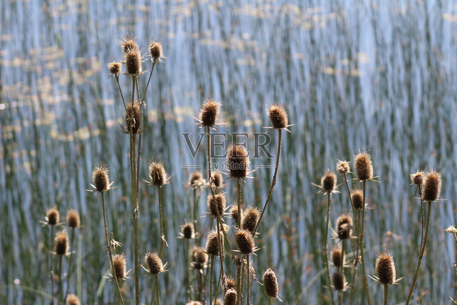 种植芦苇照片摄影图片