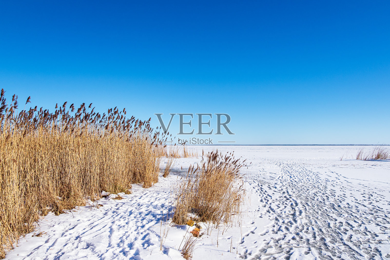 芦苇在博登海岸在阿尔塔根,德国照片摄影图片