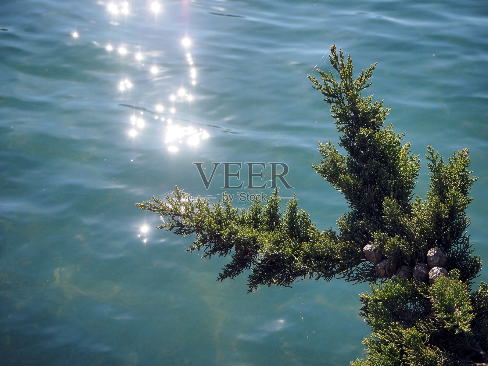 柏树分支照片摄影图片