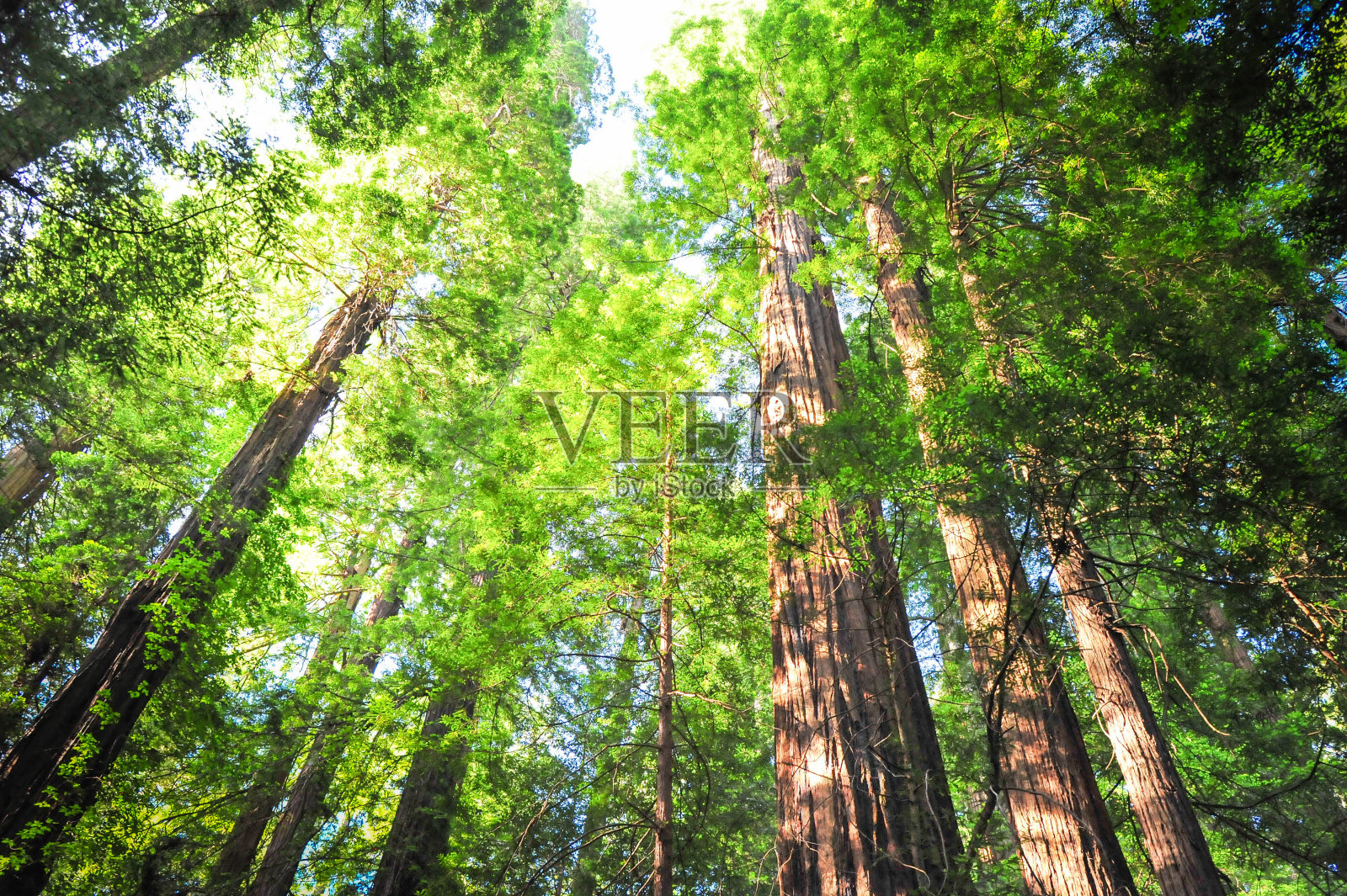 夏日的阳光穿过巨人照片摄影图片
