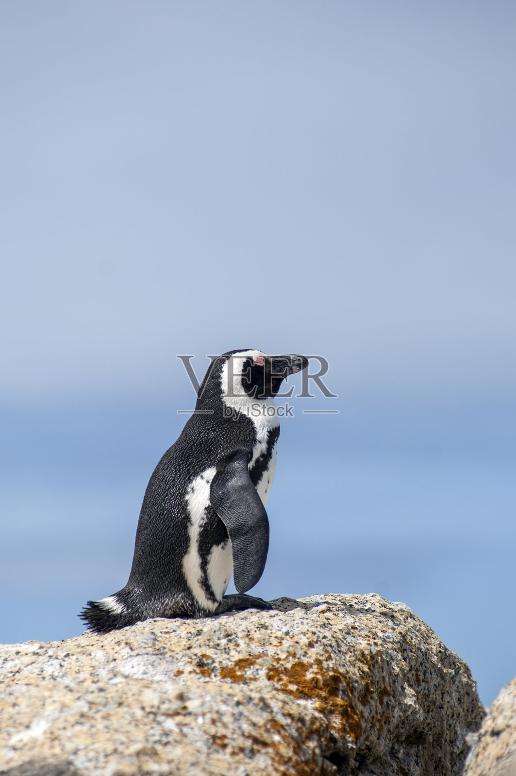 非洲企鹅,巨石海滩,南非。照片摄影图片