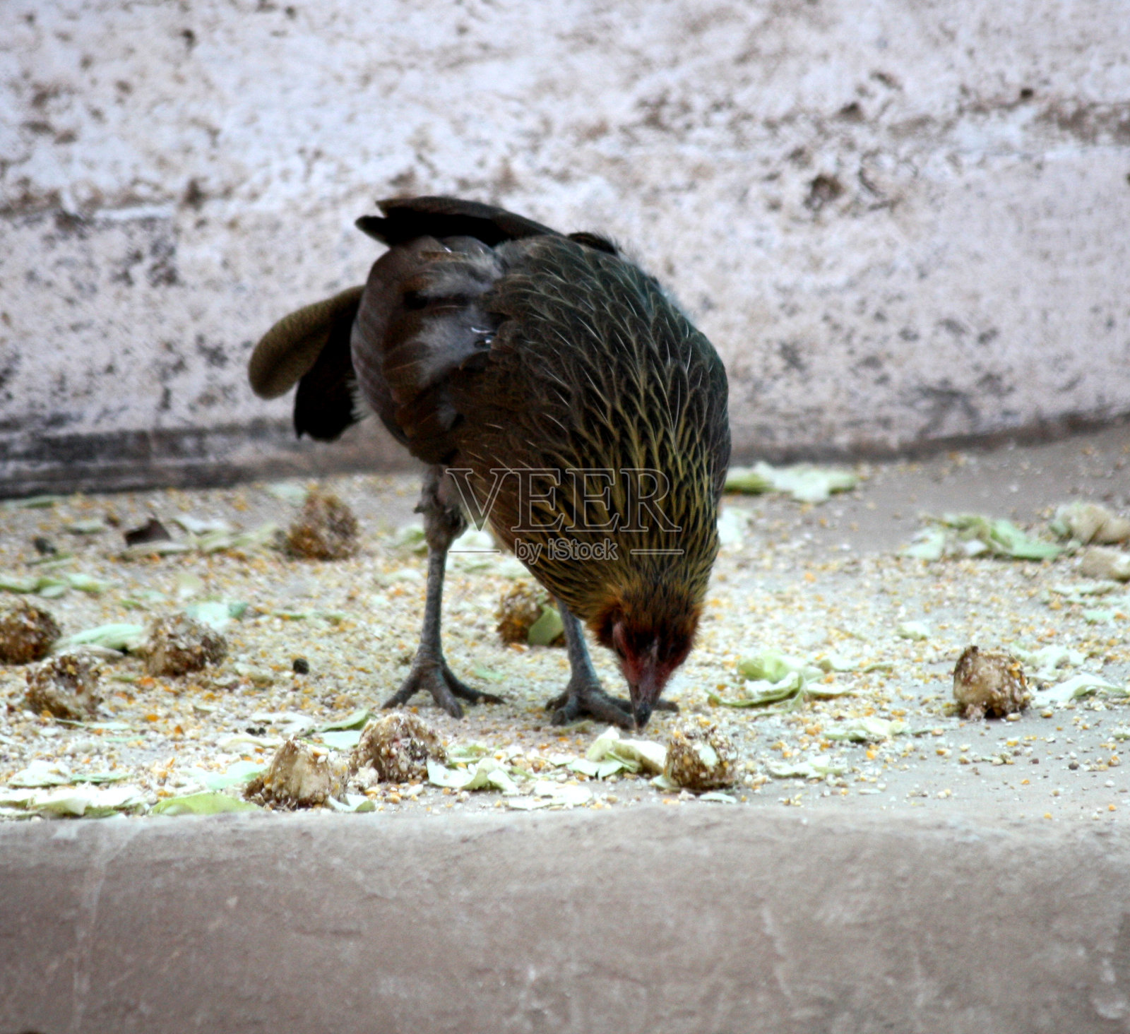 红色原鸡(Gallus Gallus)捡起多汁的食物:(pix SShukla)照片摄影图片